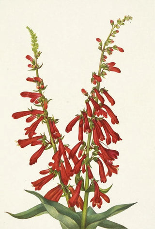 Mary Vaux Walcott - Fire Pentstemon Pentstemon eatonii.webp