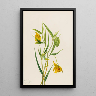 Mary Vaux Walcott - Golden Fairy Lantern Calochortus amabilis.webp