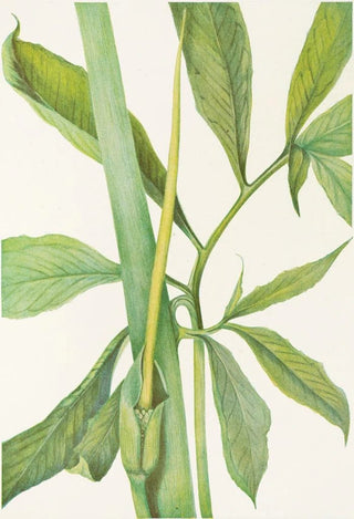 Mary Vaux Walcott - Greendragon Arisaema dracontium.webp