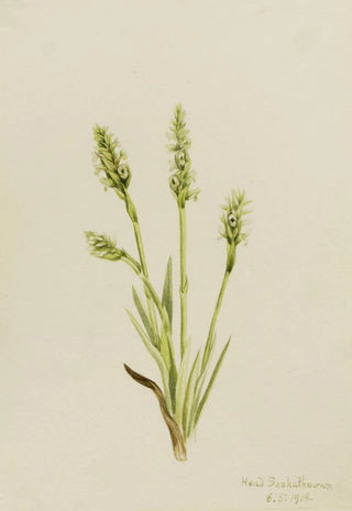 Mary Vaux Walcott - Hooded LadiesTresses Ibidium strictum.webp