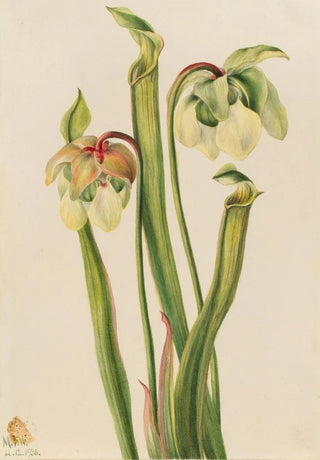 Mary Vaux Walcott - Hybrid Pitcherplant Sarracenia minor.webp