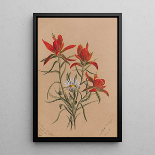 Mary Vaux Walcott - Indian Paintbrush Castilleja rhexifolia.webp