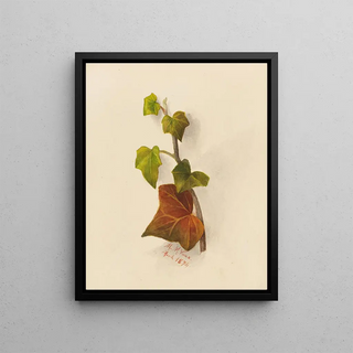 Mary Vaux Walcott - Ivy.webp