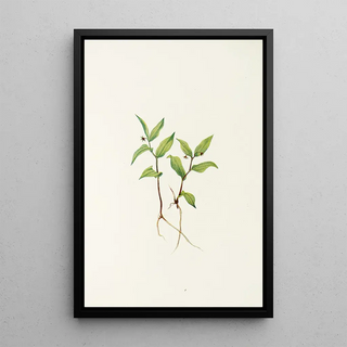 Mary Vaux Walcott - Kruhsea flower Kruhsea streptopoides.webp