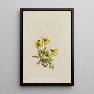 Mary Vaux Walcott - Lake Louise Arnica Arnica louisiana.webp