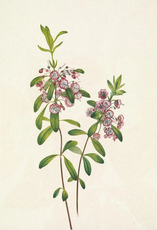 Mary Vaux Walcott - Lambkill Kalmia angustifolia.webp
