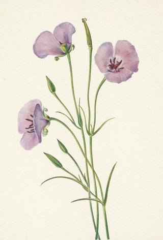 Mary Vaux Walcott - Lilac Mariposa Calochortus splendens.webp