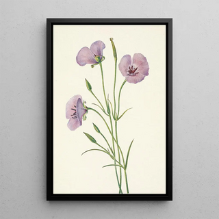 Mary Vaux Walcott - Lilac Mariposa Calochortus splendens.webp