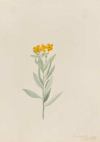 Mary Vaux Walcott - Lithospermum canescens.webp
