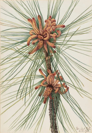 Mary Vaux Walcott - Loblolly Pine Pinus taeda.webp