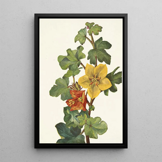 Mary Vaux Walcott - Mexican Fremontia Fremontodendron mexicanum.webp