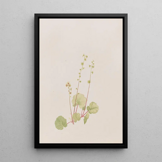 Mary Vaux Walcott - Mitella nuda.webp