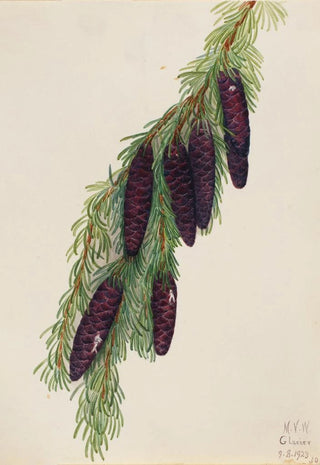 Mary Vaux Walcott - Mountain Hemlock Tsuga mertensiana.webp