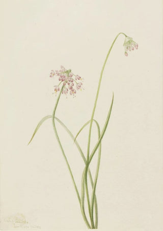 Mary Vaux Walcott - Nodding Onion Allium cernuum.webp