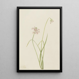 Mary Vaux Walcott - Nodding Onion Allium cernuum.webp