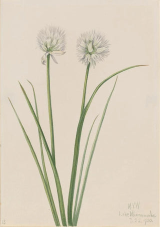 Mary Vaux Walcott - Northern Onion Allium sibiricum.webp