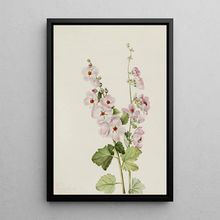 Mary Vaux Walcott - OrangeEye Globemallow Sphaeralcea davidsonii.webp