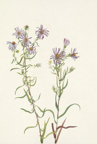 Mary Vaux Walcott - Prairie Aster Aster campestris.webp