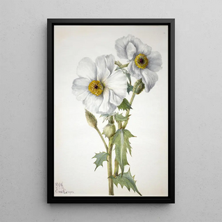 Mary Vaux Walcott - Prickly Poppy Argemone hispeda.webp