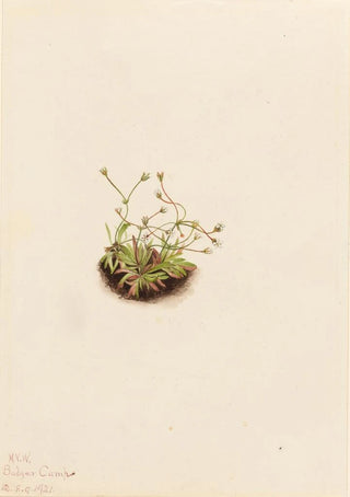 Mary Vaux Walcott - Pygmy Androsace Androsace subumbellata.webp