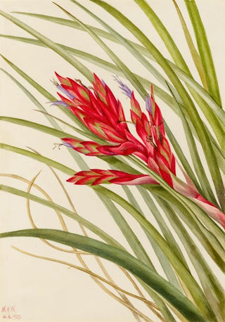 Mary Vaux Walcott - QuillLeaf Tillandsia Tillandsia fasciculata.webp