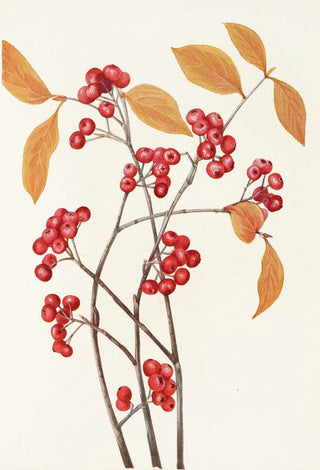 Mary Vaux Walcott - Red Chokeberry fruit Aronia arbutifolia.webp