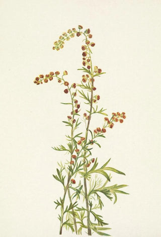 Mary Vaux Walcott - Rock Wormwood Artemisia discolor.webp