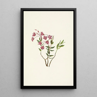 Mary Vaux Walcott - Rocky Mountain Kalmia Kalmia microphylla.webp