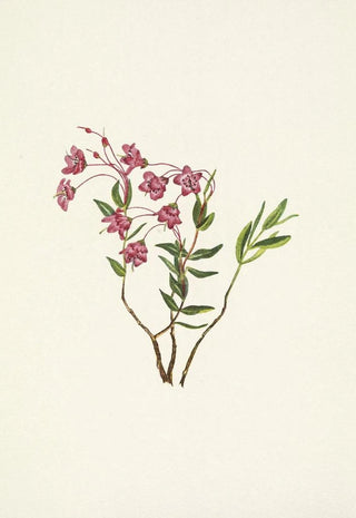 Mary Vaux Walcott - Rocky Mountain Kalmia Kalmia microphylla.webp