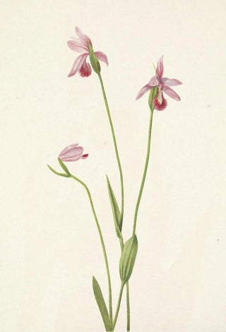 Mary Vaux Walcott - Rose Pogonia Pogonia ophioglossoides.webp