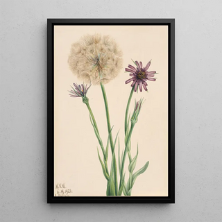 Mary Vaux Walcott - Salsify Tragopogon porrifolius.webp