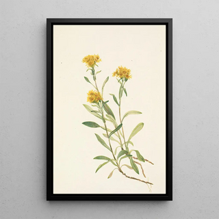 Mary Vaux Walcott - Sidesaddle Goldenrod Solidago ciliosa.webp