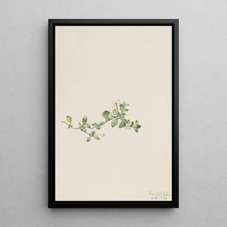 Mary Vaux Walcott - Trailing Houstonia Houstonia procumbens.webp