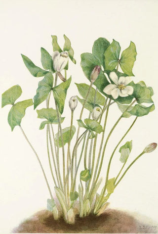 Mary Vaux Walcott - Twinleaf Jeffersonia diphylla.webp