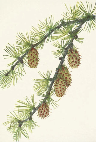 Mary Vaux Walcott - Western Larch Larix occidentalis.webp