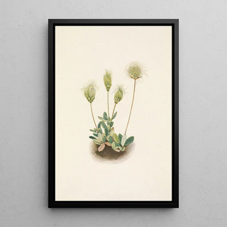 Mary Vaux Walcott - White Dryad fruit Dryas octopetala.webp