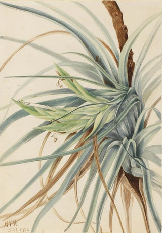 Mary Vaux Walcott - Wild Pineapple Tillandsia fasciculata.webp