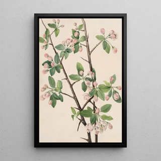 Mary Vaux Walcott - Wild Sweet Crab Malus coronaria.webp