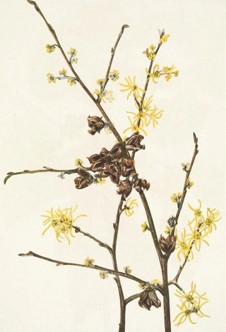 Mary Vaux Walcott - Witchhazel Hamamelis virginiana (Case Conflict).webp