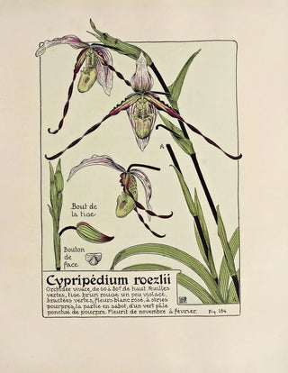 Maurice Pillard Verneuil - Cypripedium roezlii.webp