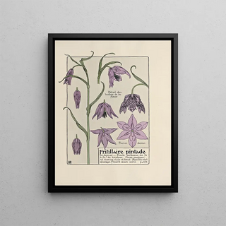 Maurice Pillard Verneuil - Fritillaire pintade.webp