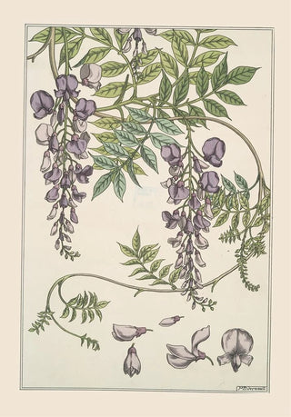 Maurice Pillard Verneuil - Glycine.webp