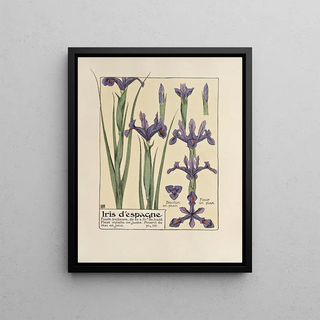 Maurice Pillard Verneuil - Iris despangne.webp