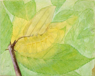 Abbott Handerson Thayer - Lunar Caterpillar study for book Concealing Coloration in the Animal Kingdom.webp