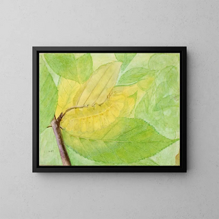 Abbott Handerson Thayer - Lunar Caterpillar study for book Concealing Coloration in the Animal Kingdom.webp
