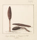 van zeldzame plant op het eiland Gozo - Abraham-Louis-Rodolphe Ducros — weergave van het kunstwerk