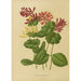 Reproduction of the painting Flore et pomone néerlandaises Pl03 - Abraham Jacobus Wendel