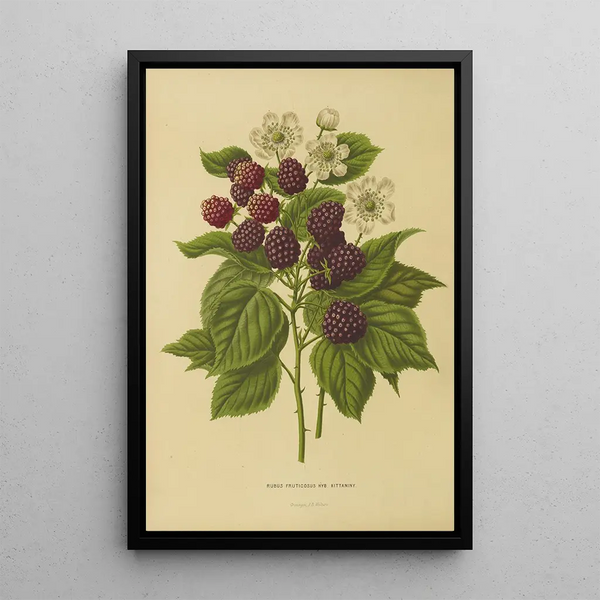 Abraham Jacobus Wendel - Nederlandsche flora en pomona Pl05.webp