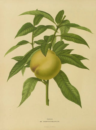 Abraham Jacobus Wendel - Nederlandsche flora en pomona Pl09.webp