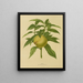 Flore hollandaise et Pomone Pl. 09 - Abraham Jacobus Wendel — framed artwork on a wall